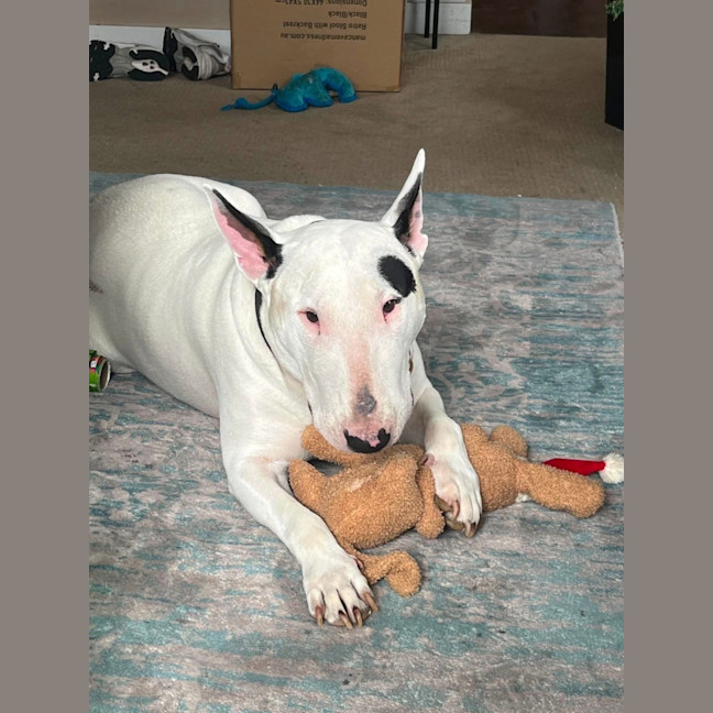 Photo of Dozer