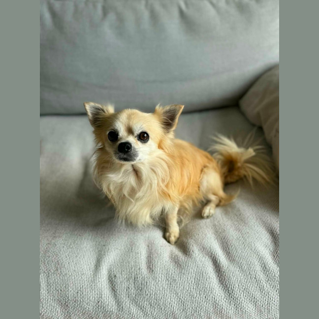 Photo of Ace
