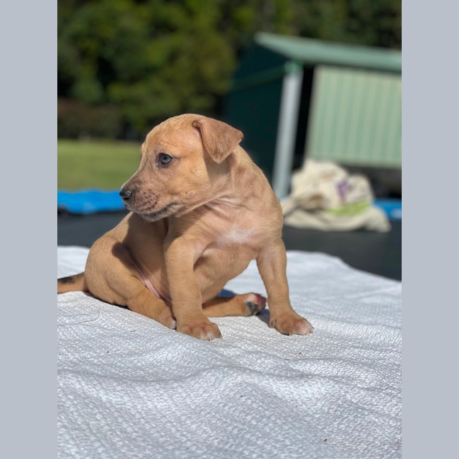Photo of Fawn
