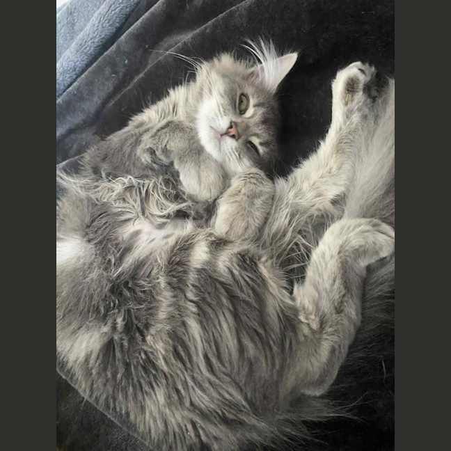 Photo of Trowel   In Foster Care In Greensborough