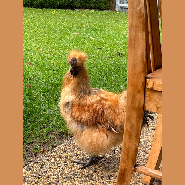 Photo of 5 Silkie Roosters 
