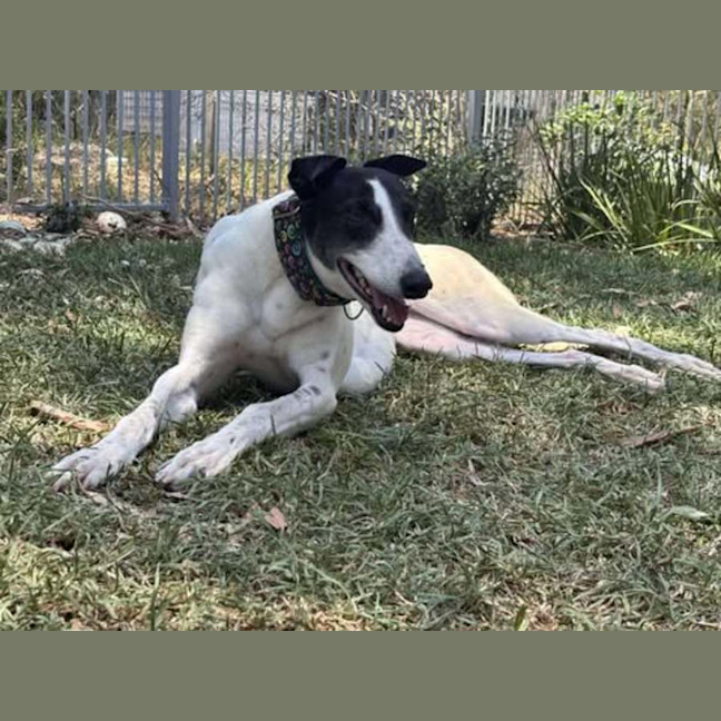 Photo of Perdita, The Greyhound