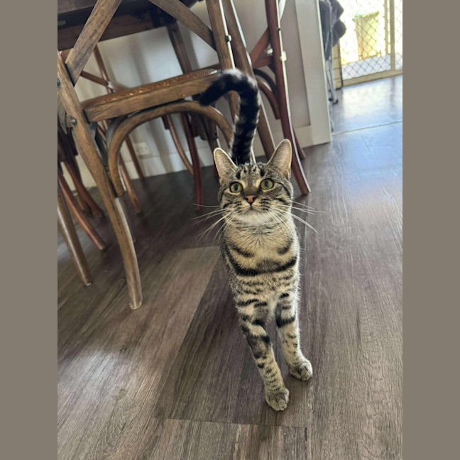 Photo of Ziggy 