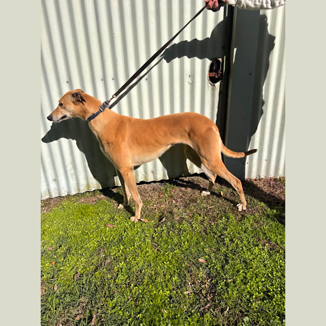 Photo of Sandy Girl 