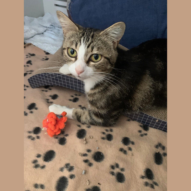 Photo of Possum  Meet Me At Pe Tstock Milperra!