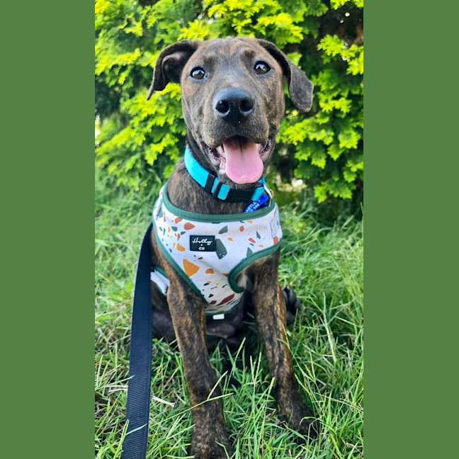 Photo of Missy   3 Month Old Bull Arab X