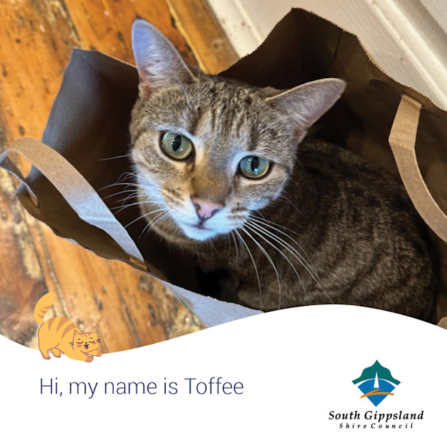 Photo of Toffee