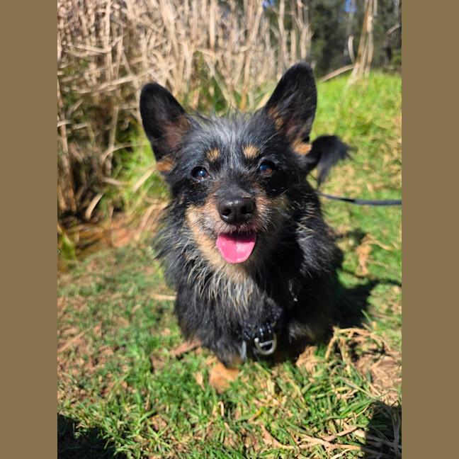 Photo of Buddy*$199!*
