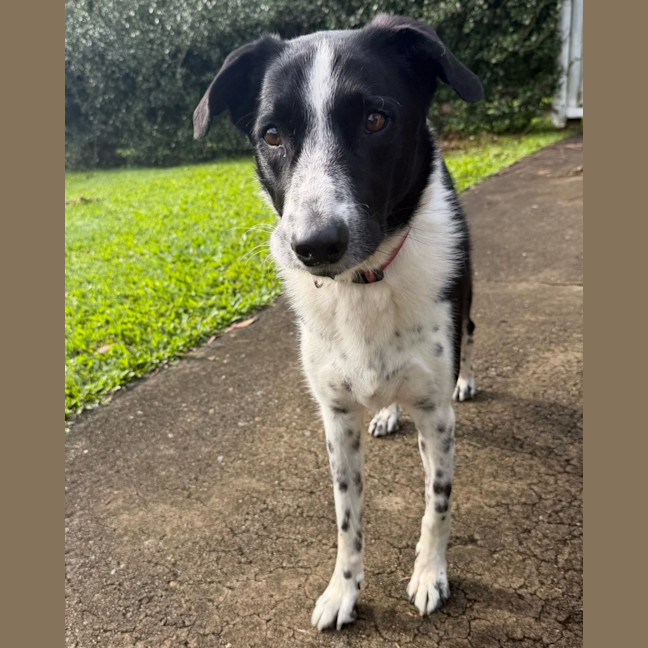 Photo of Buster