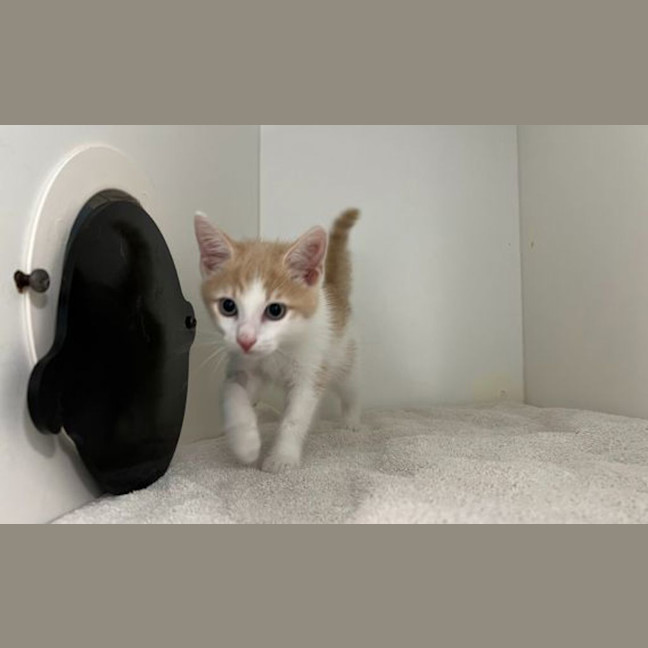 Photo of Babyccino