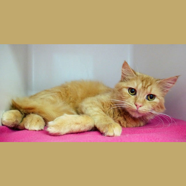 Photo of Arancini Sta013632