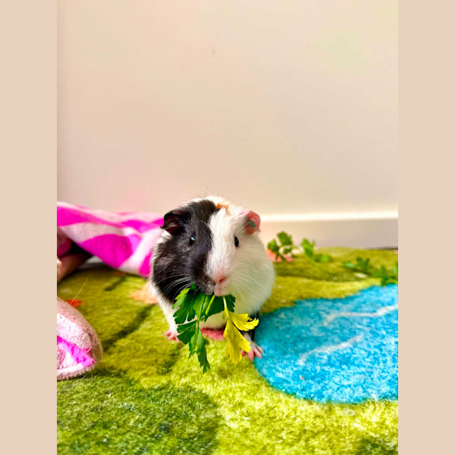 Photo of Carlos 