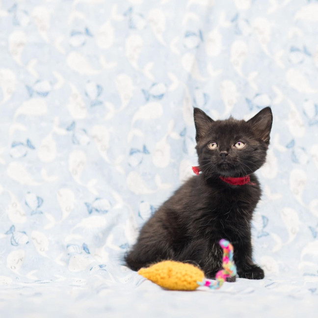 Photo of Lady Violette ** 2nd Chance Cat Rescue**