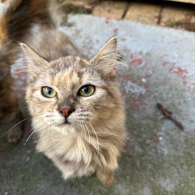 Photo of Sugar