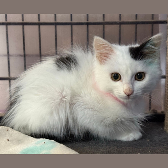 Photo of Snow White
