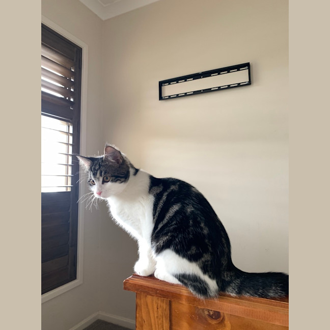 Photo of Poppy (Was Betty)