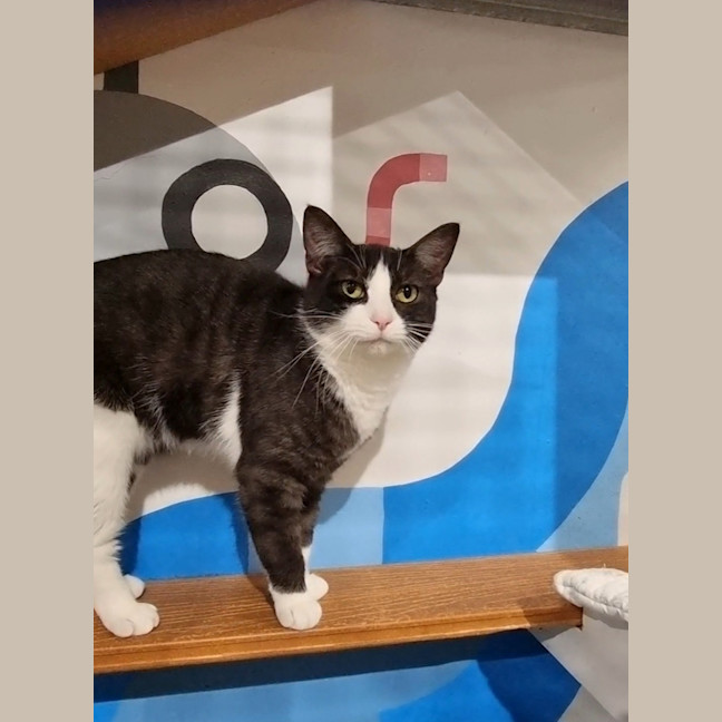 Photo of Socks