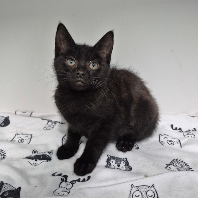 Photo of Midnight