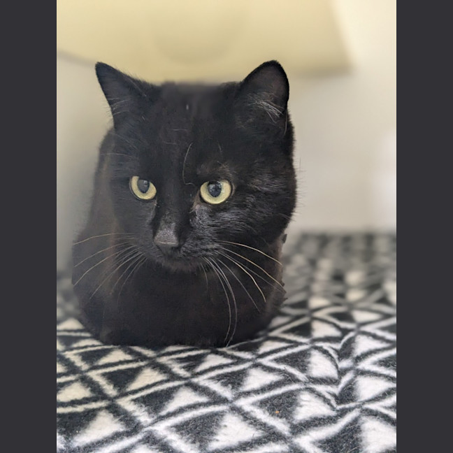 Photo of 🍪 Biscuit 5413 🍪