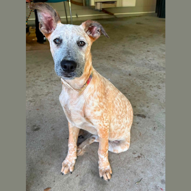 Photo of Ochre