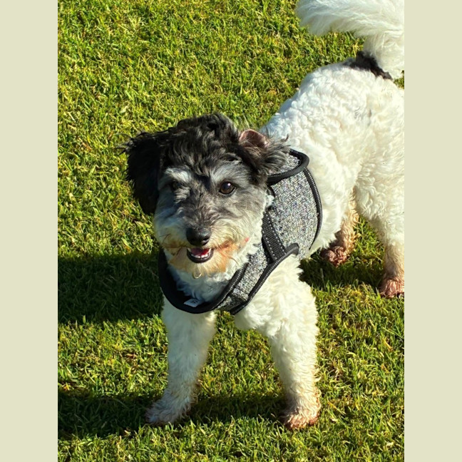 Photo of Rocco 