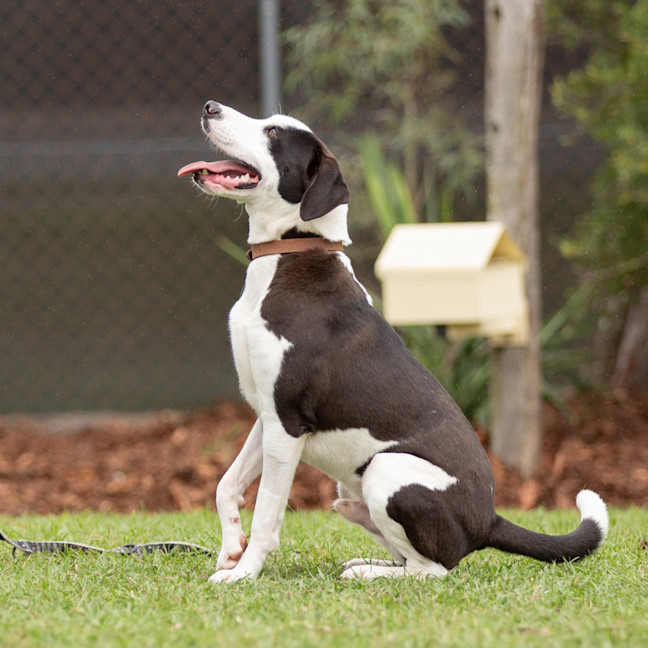 Photo of Oscar
