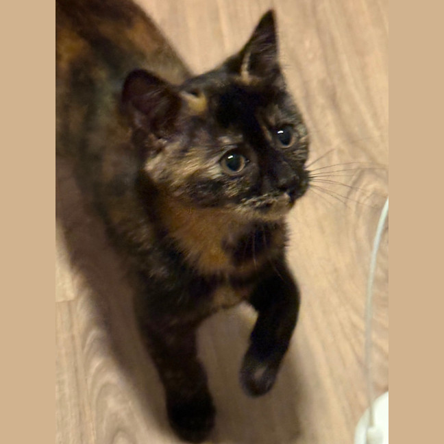 Photo of Luna 