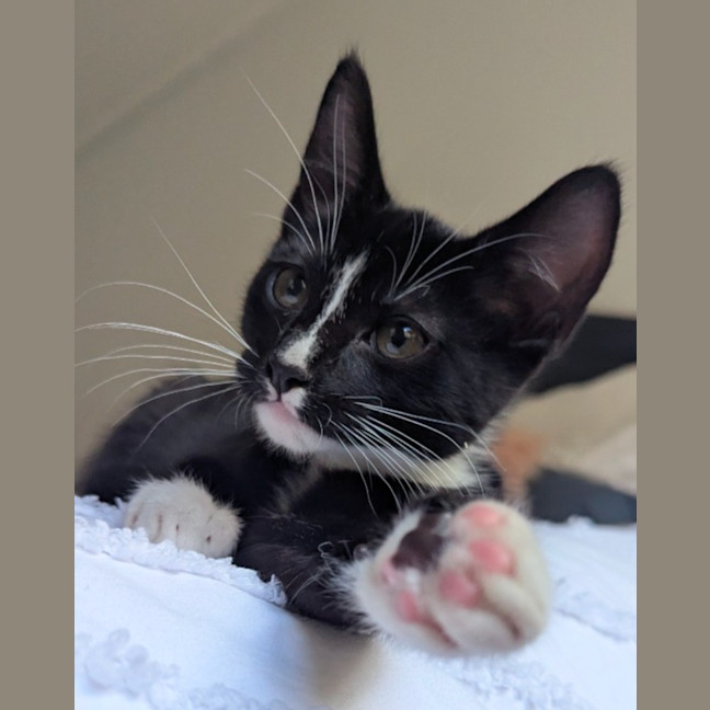 Photo of Nyx