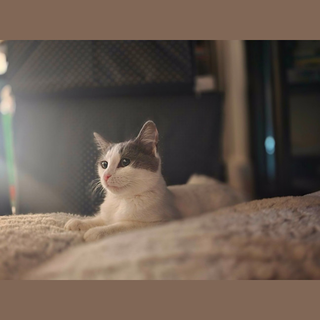 Photo of Mama Yuki **2nd Chance Cat Rescue**
