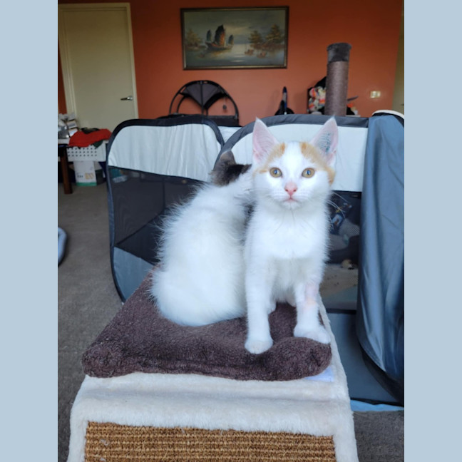 Photo of Flynn   Located In Deer Park