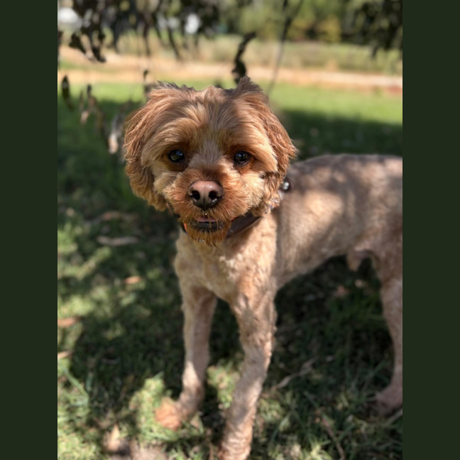 Photo of Oscar