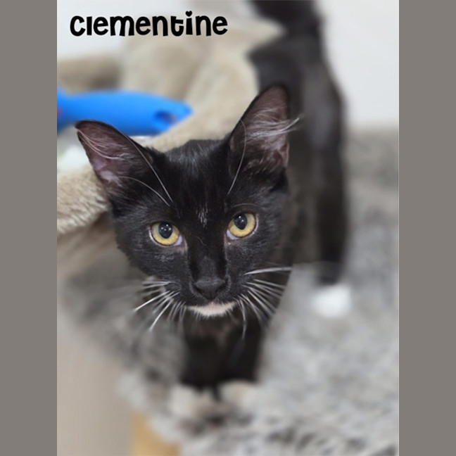 Photo of Clementine