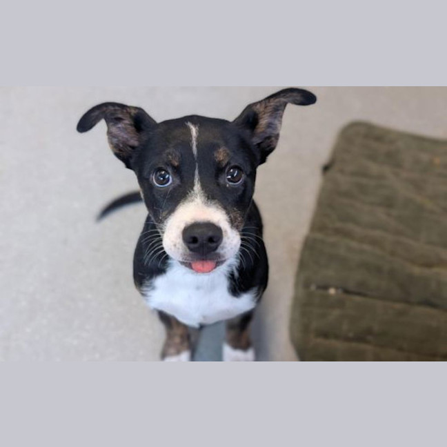 Photo of Darla
