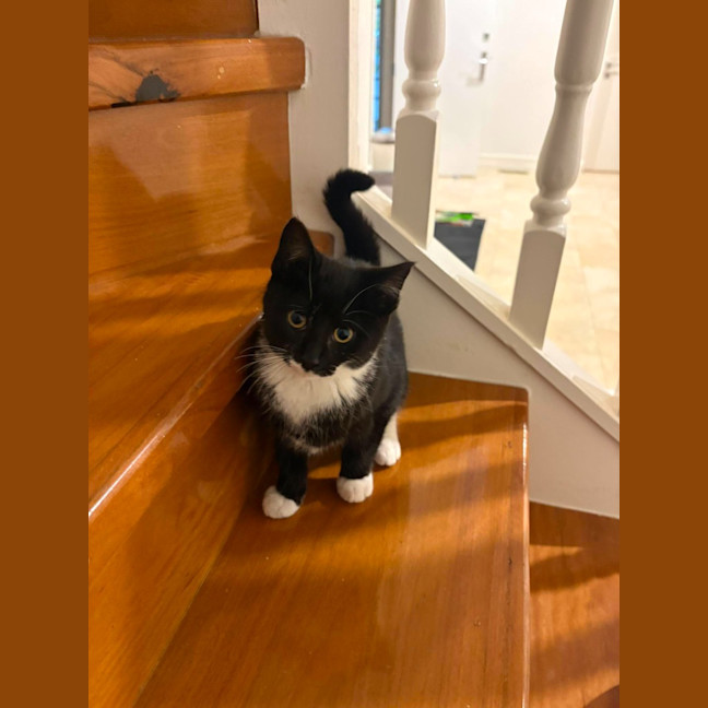 Photo of Sesame
