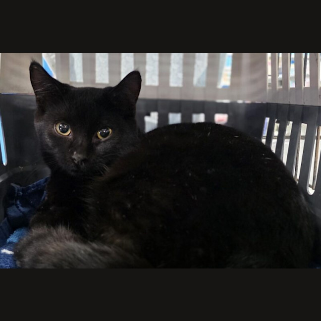 Photo of Midnight