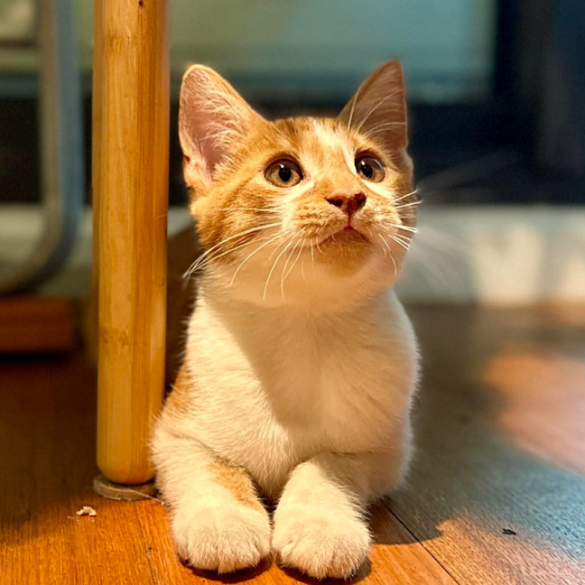 Photo of Tango   In Foster Care In Brunswick East