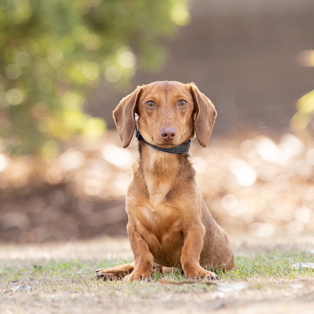 Photo of Milo