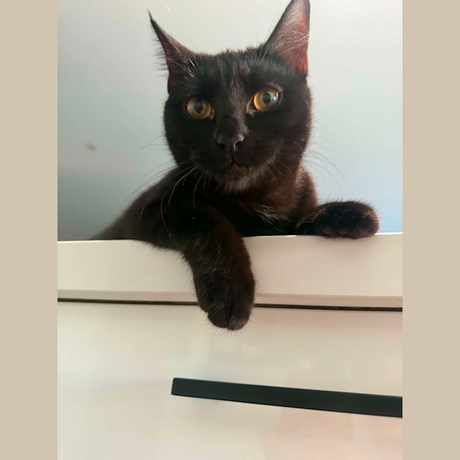 Photo of Koda