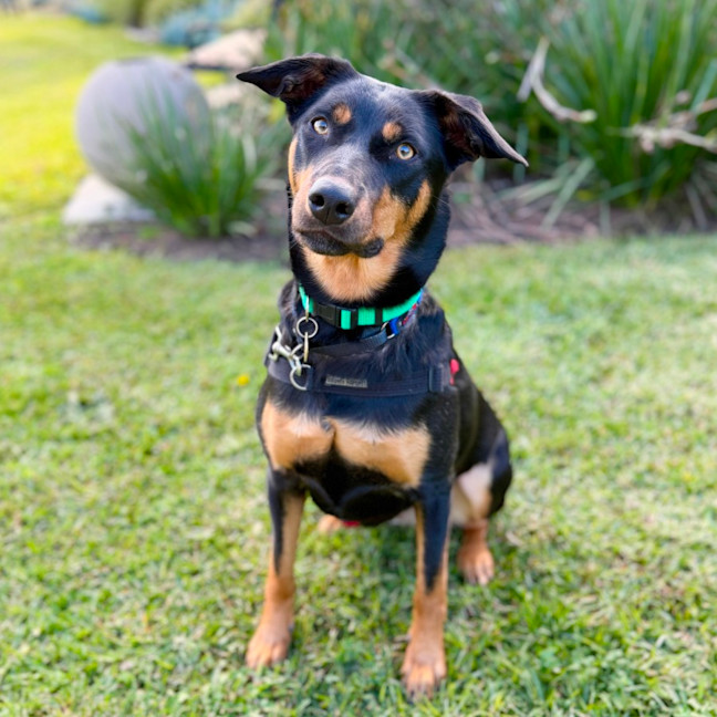 Photo of Rue