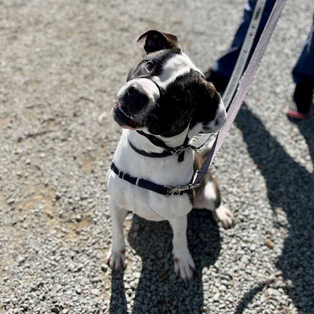 Photo of Zippy