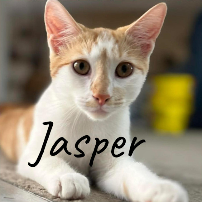 Photo of Jasper