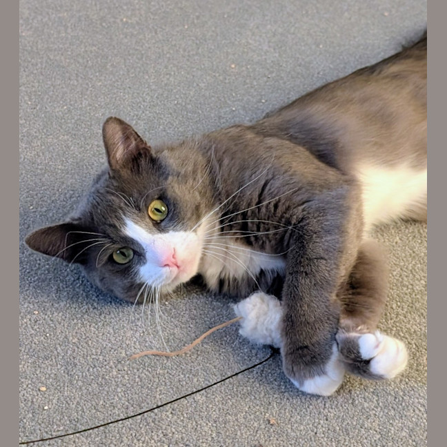 Photo of Pickles