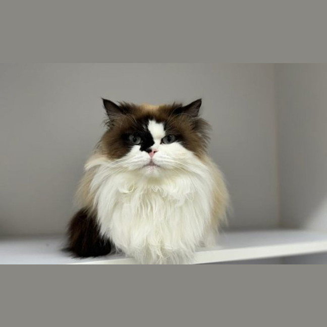 Photo of Sheba