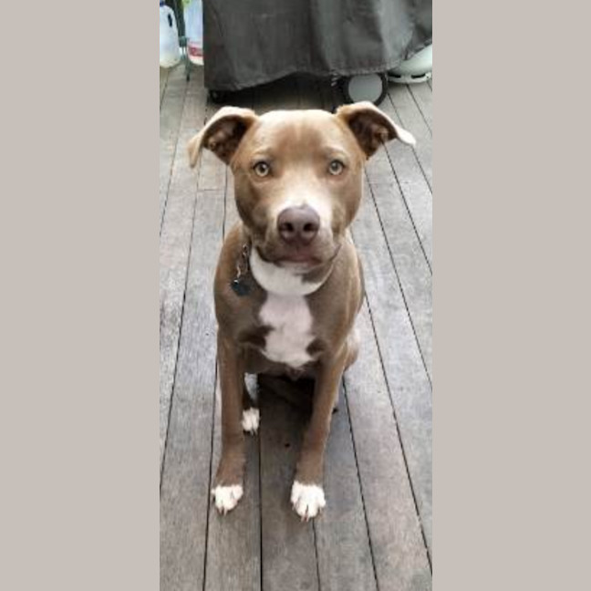 Photo of Bodhi 🐾🐾🐶🐶