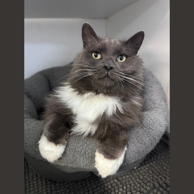 Photo of Lord Biscuit I I I