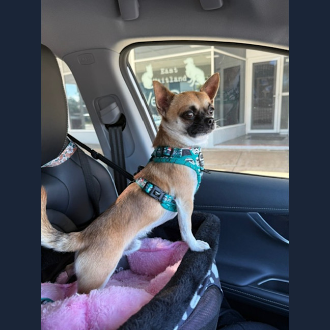 Photo of Ardie   1.5 Year Old Chihuahua