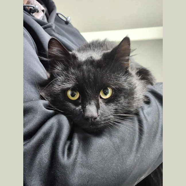 Photo of 🐻 Severus 6267 🐻