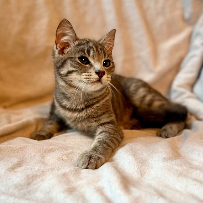 Photo of Millie   In Foster Care In Templestowe