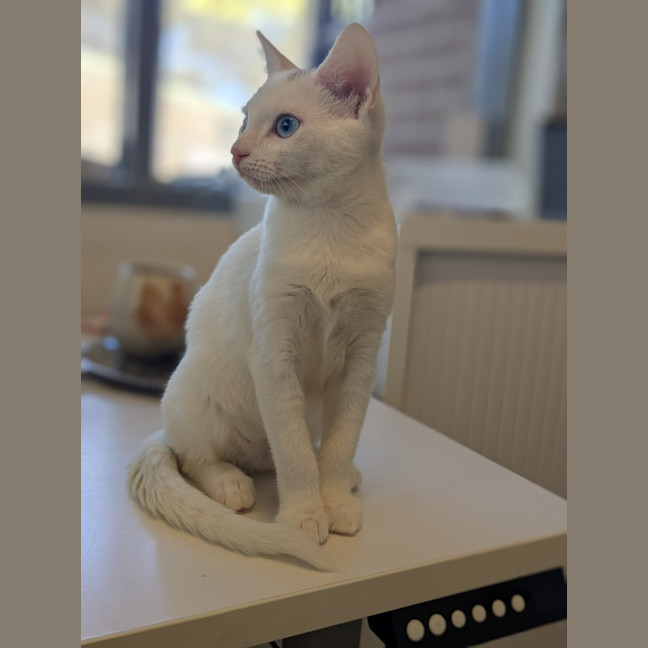 Photo of ✨ Pop 5789 ✨