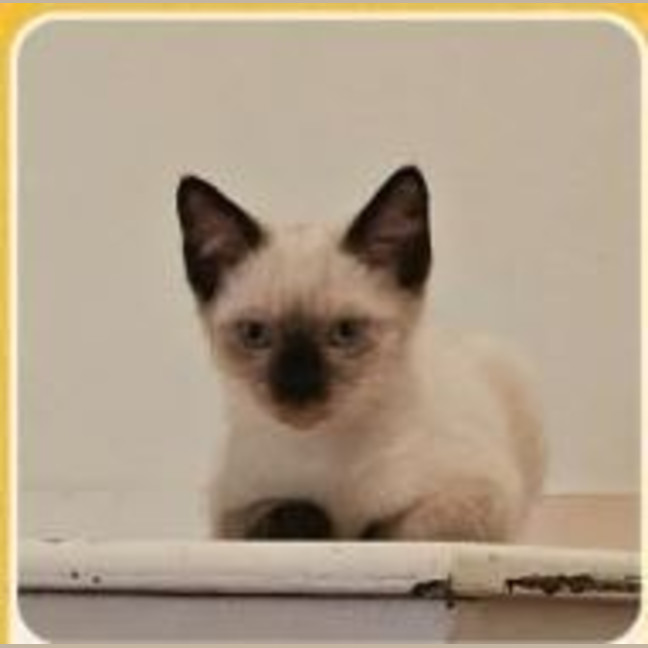 Photo of Lotus